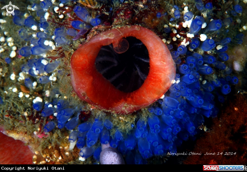 A Tunicate