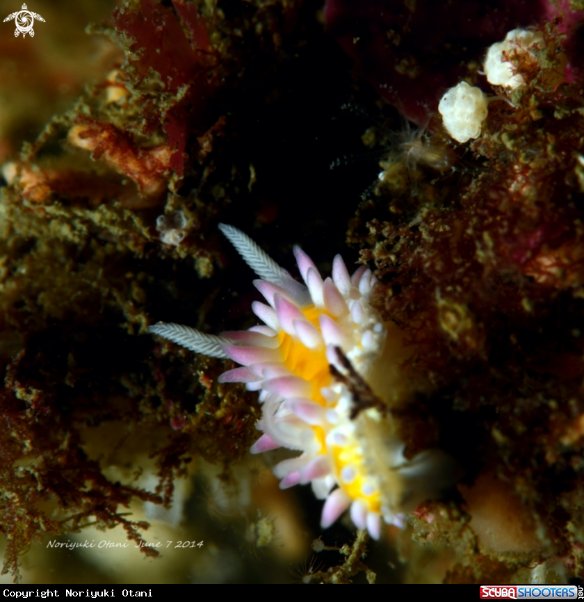 A nudi