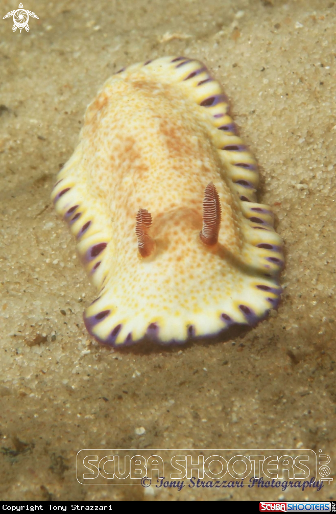 A Gold-Spotted Chromodoris