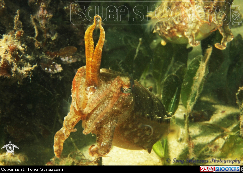 A Mourning cuttle