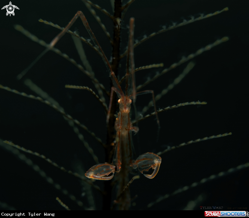 A Skeleton Shrimp