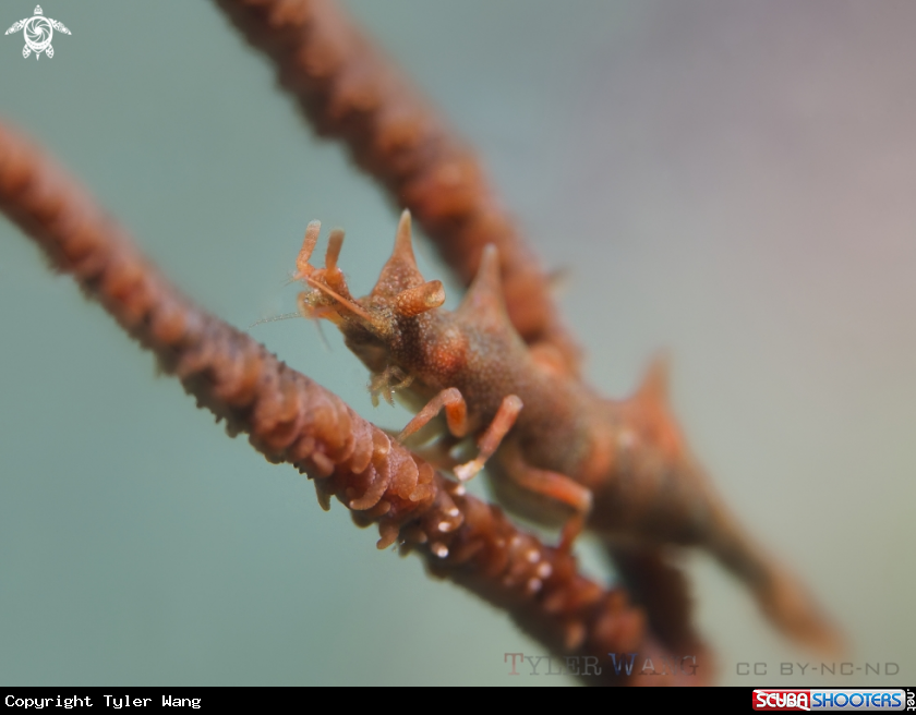A Dragon Shrimp