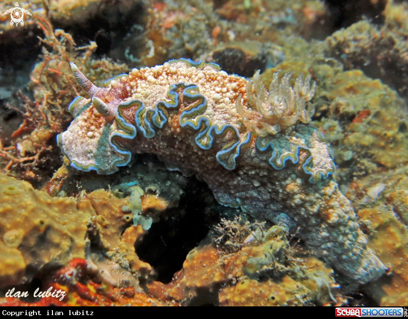 A nudibranch