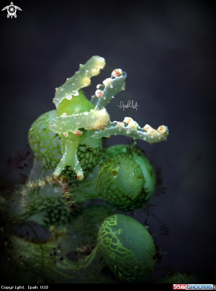 A sea slug
