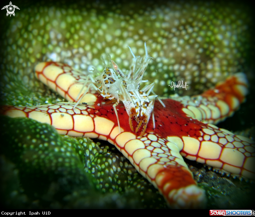 A Tiger Shrimp