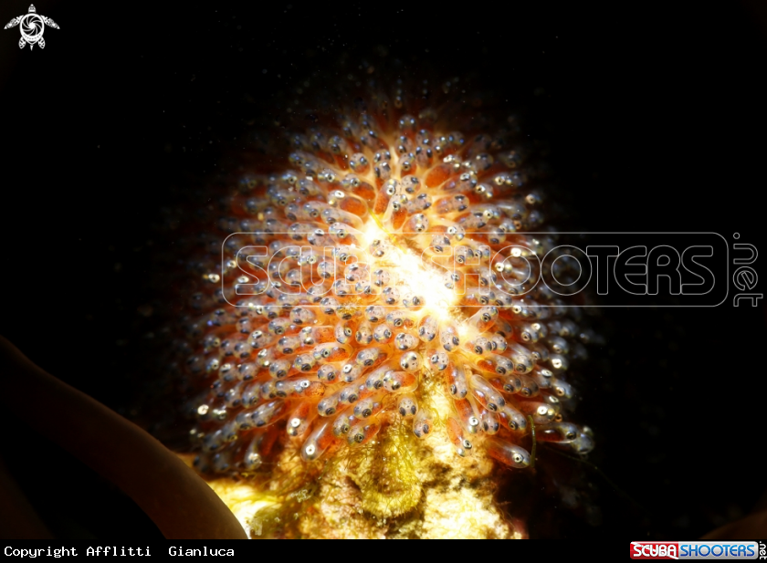 A eggs of clownfish