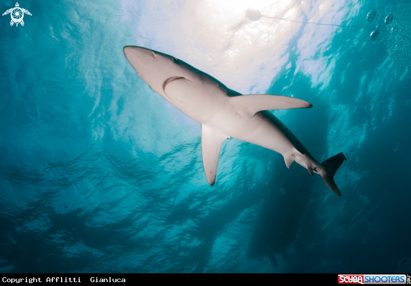 A blue shark