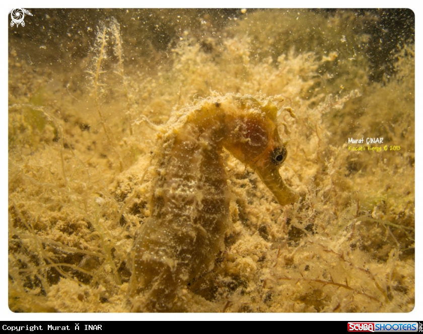 A sea horse