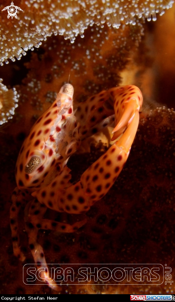 A Coral Crab