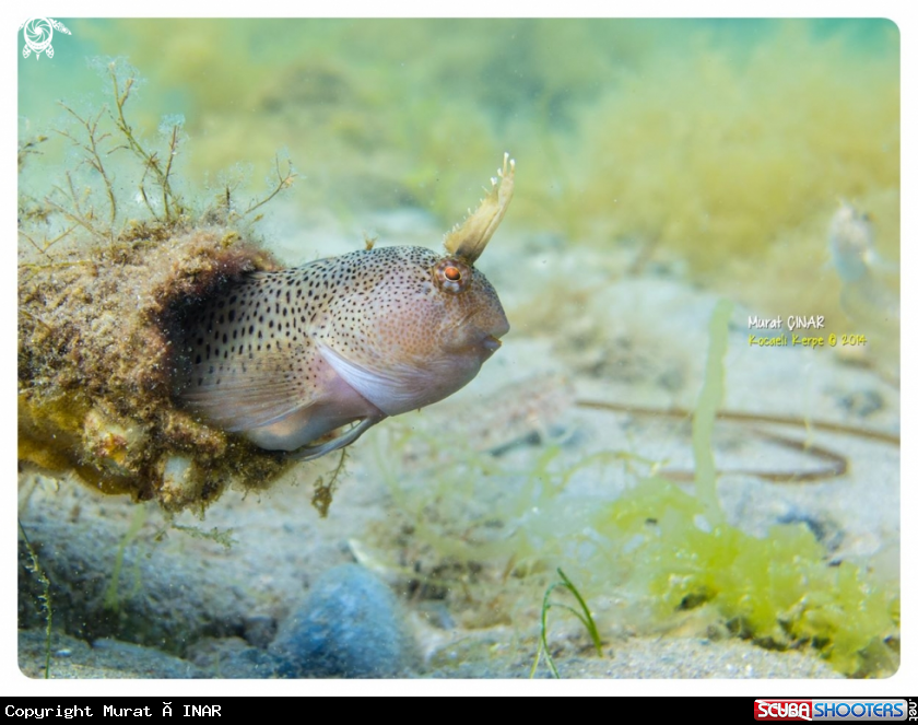 A horozbina