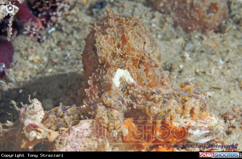 A Blue-lined octopus