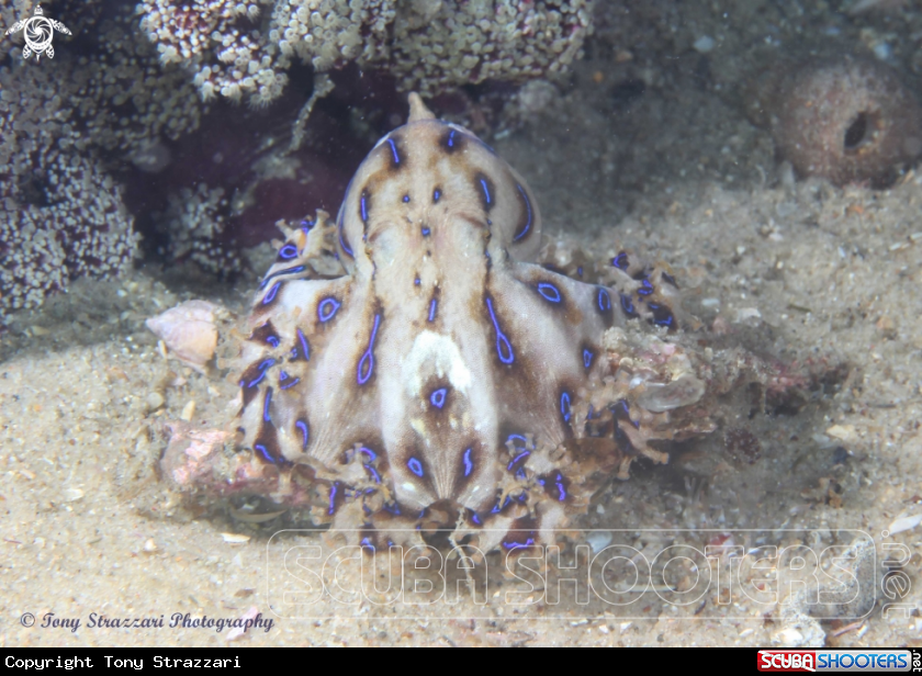 A Blue-lined octopus