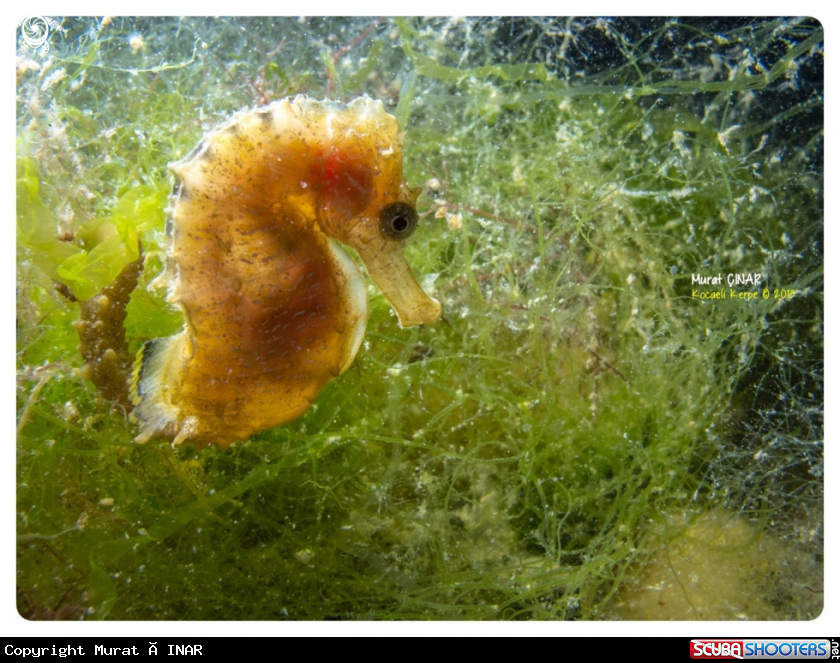 A sea horse