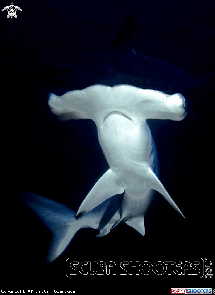 A hammerhead shark