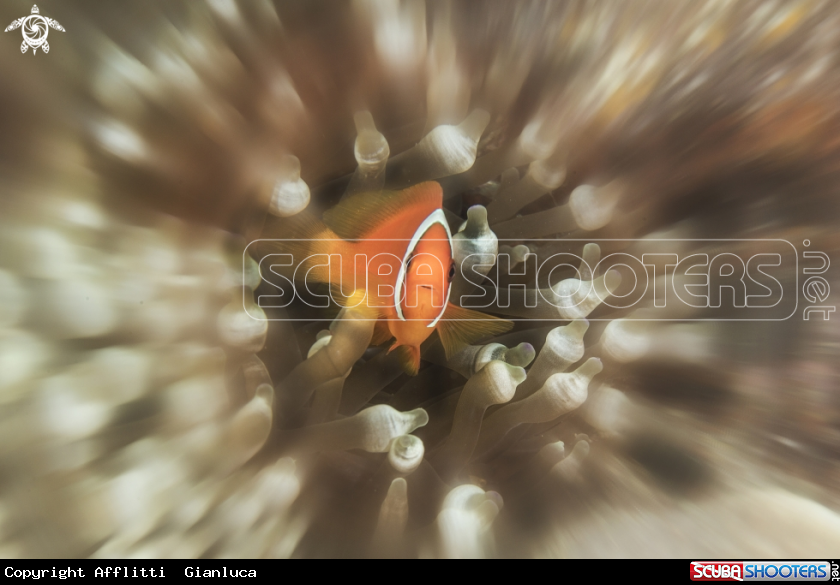 A clownfish