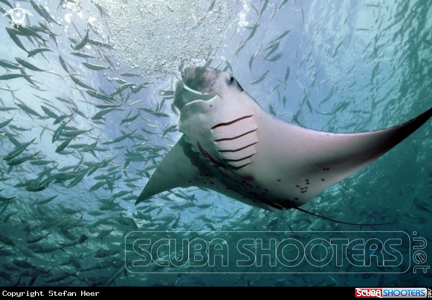 A Manta Ray