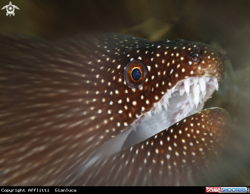 A moray