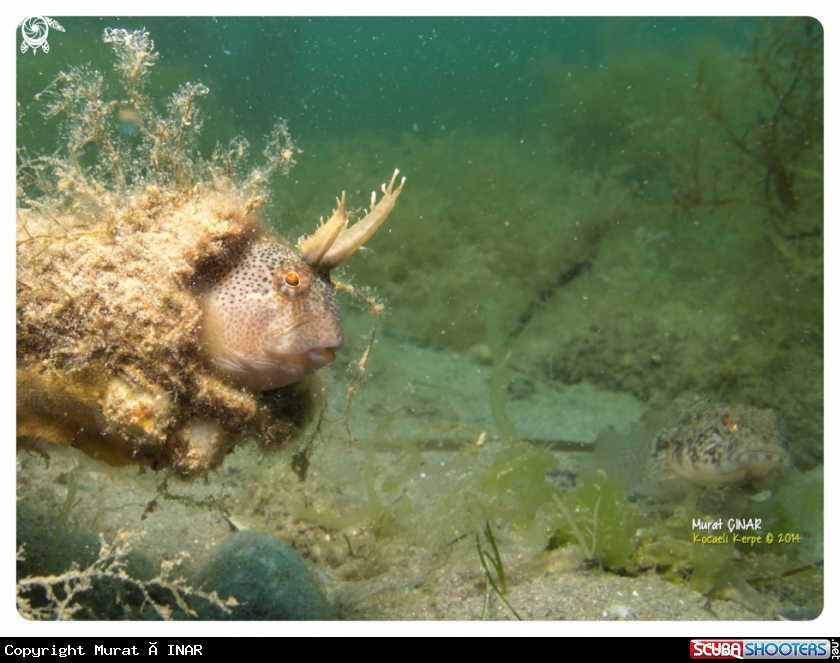 A horozbina