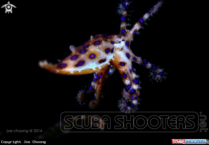 A Blue ring octopus