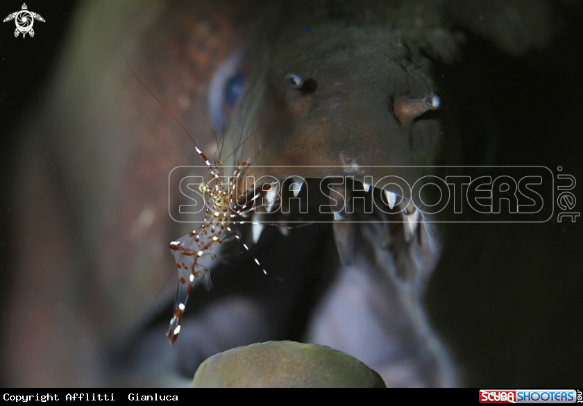 A cleaner shrimp