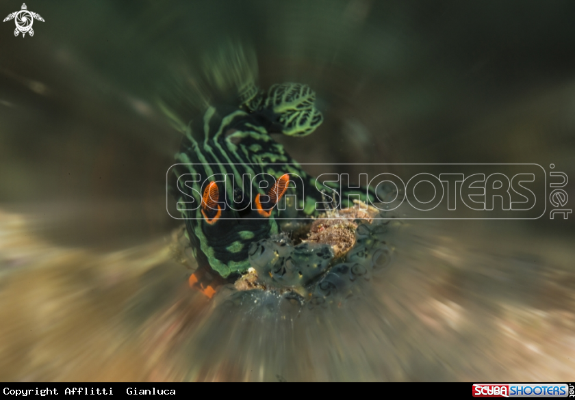 A nembrotha