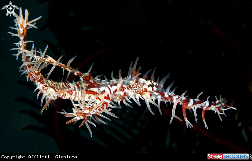 A Ornate ghost pipefish