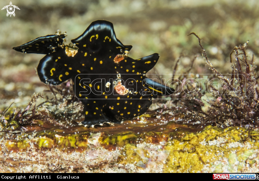 A Clown Frogfish spotted