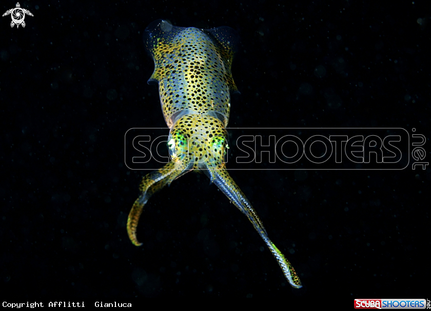 A squid