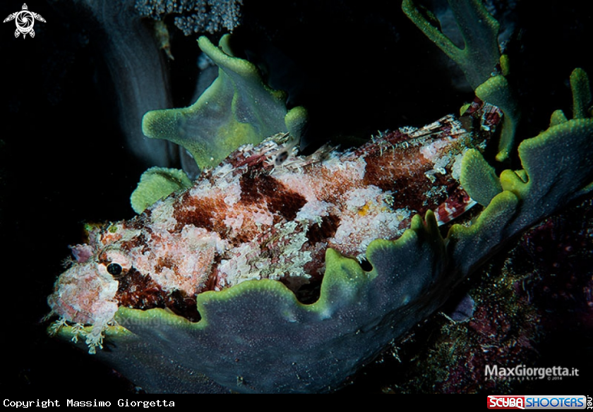 A skorpion fish