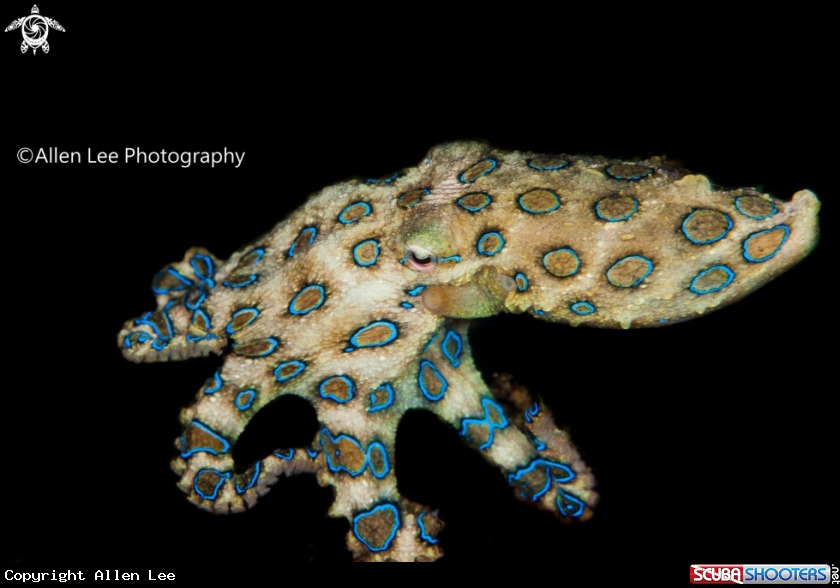 A Blue-ringed Octopus