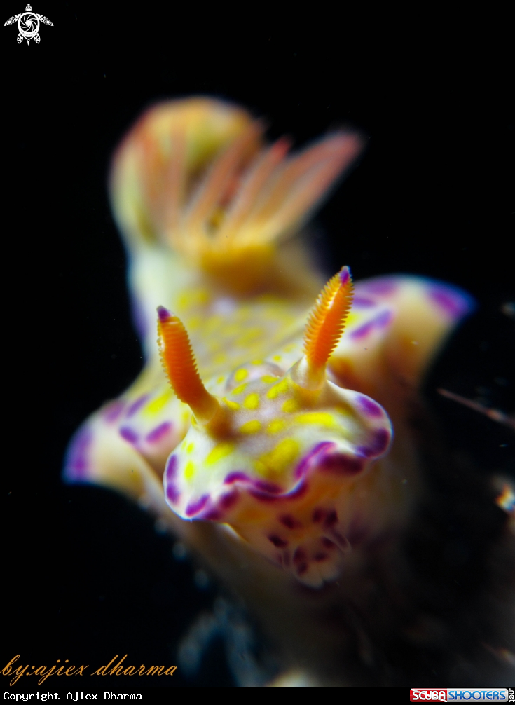 A ceratosoma tenue 