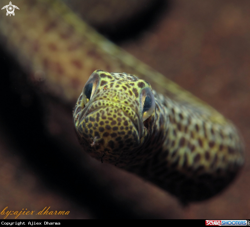A garden eel 