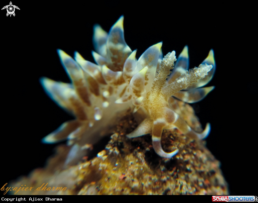 A baeolidia 