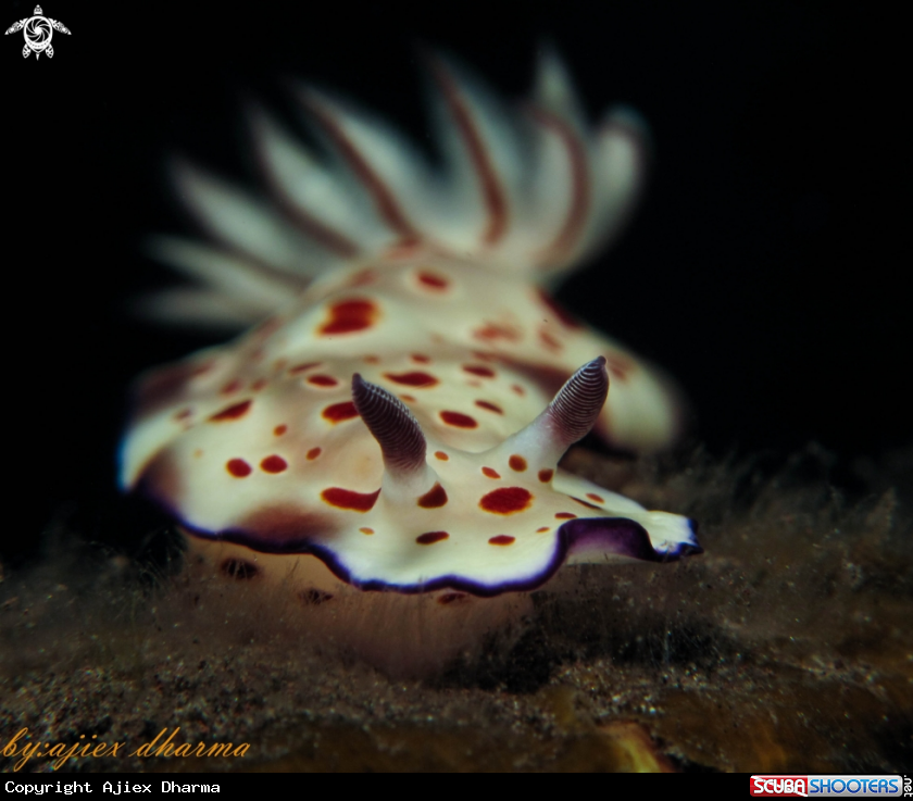 A hypselodoris 