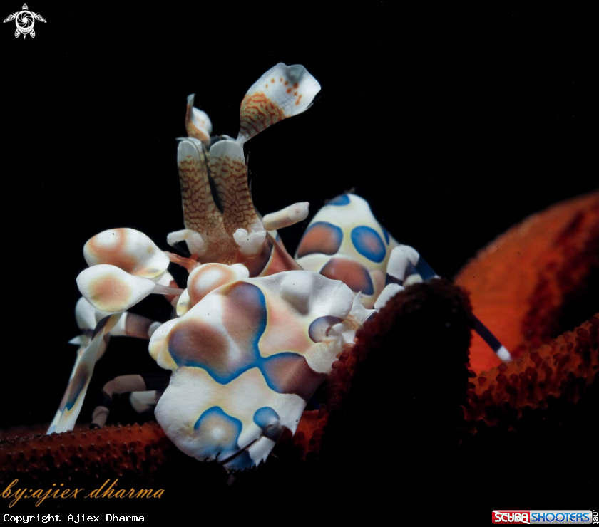 A harlequin shrimp 