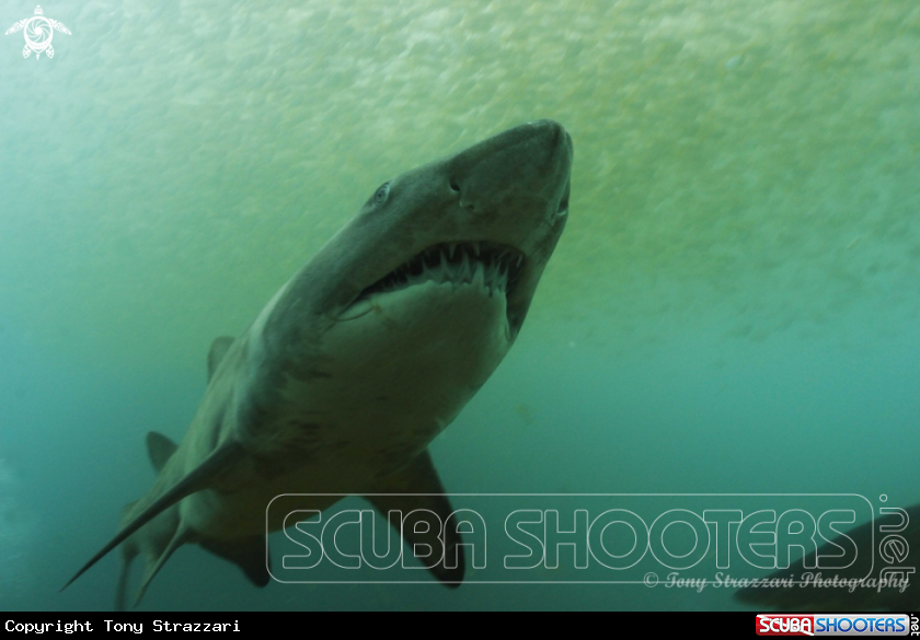 A Grey Nurse Shark (Sand Tiger, Ragged Tooth)