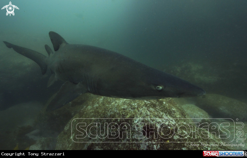 A Grey Nurse Shark (Sand Tiger, Ragged Tooth)