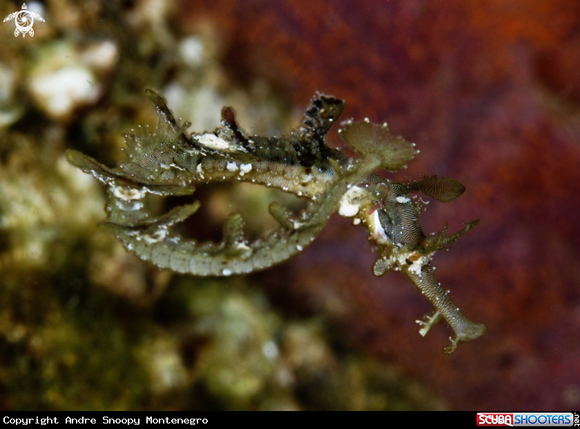 A Whiskered Pipefish