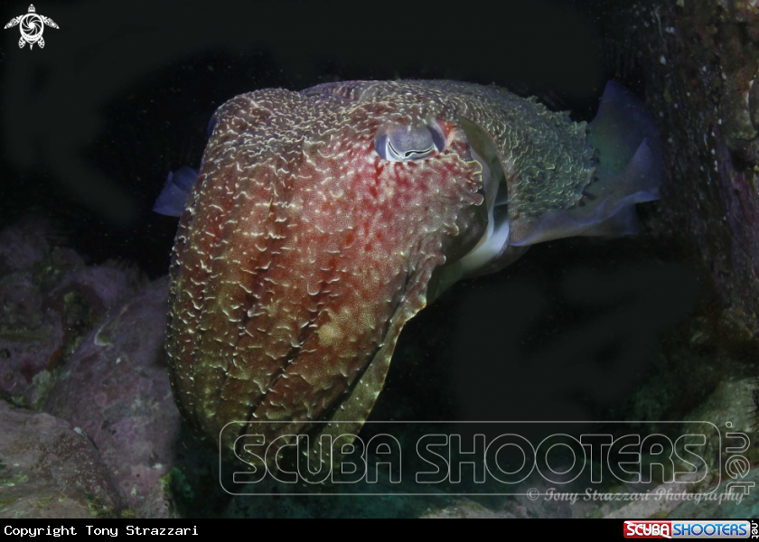 A Giant cuttle