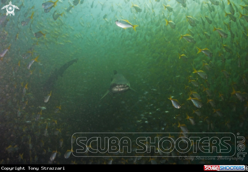 A Grey Nurse Shark (Sand Tiger, Ragged Tooth)