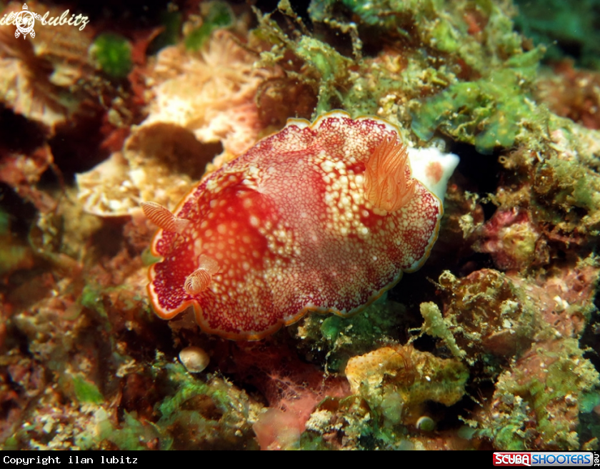 A nudibranch