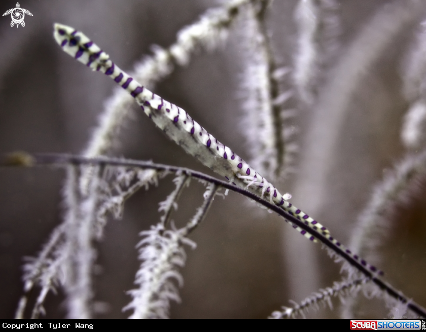A Banded Tozeuma Shrimp