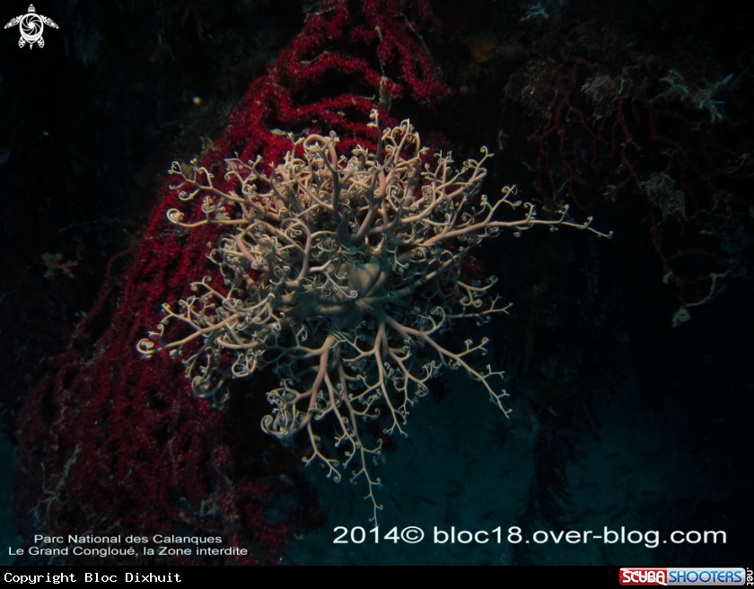 A basket star