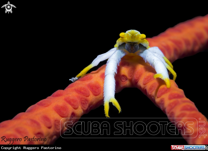 A Squat lobster