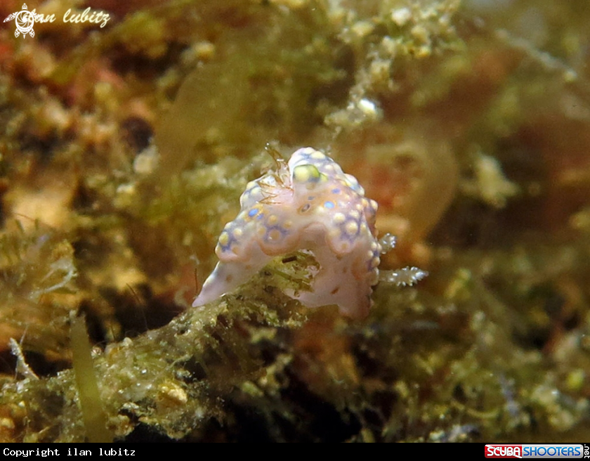 A nudibranch