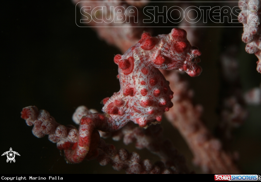 A Pygmy seahorse