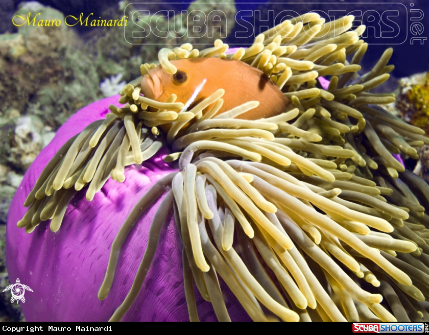 A underwater creature