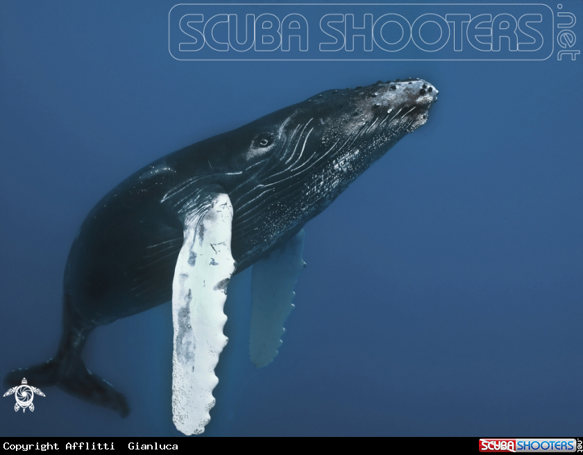 A whale
