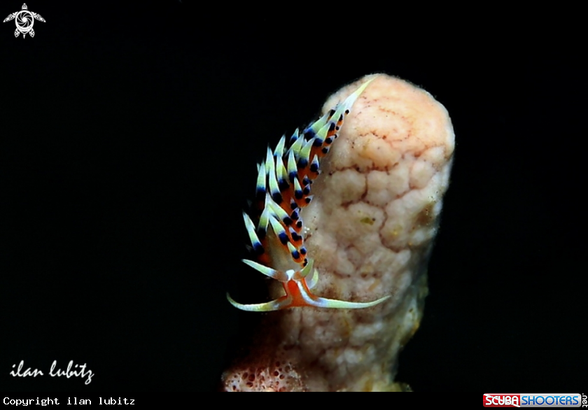 A nudibranch