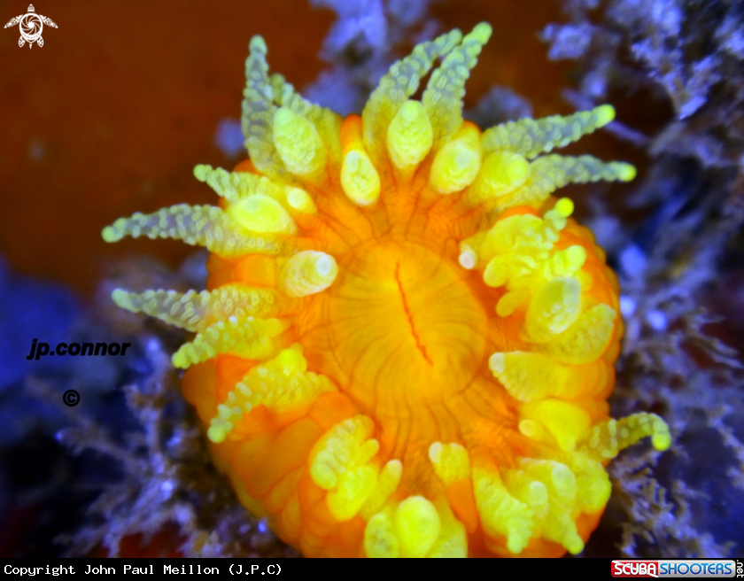A Corail Jaune Solitaire